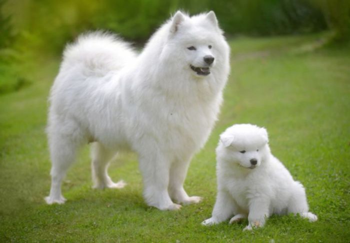 KdsZSKrbn-cho-samoyed